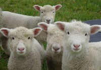 alt "straying sheep"