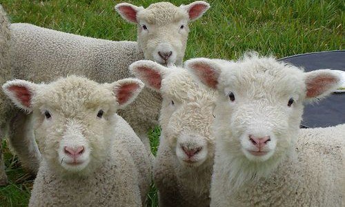 alt "straying sheep"